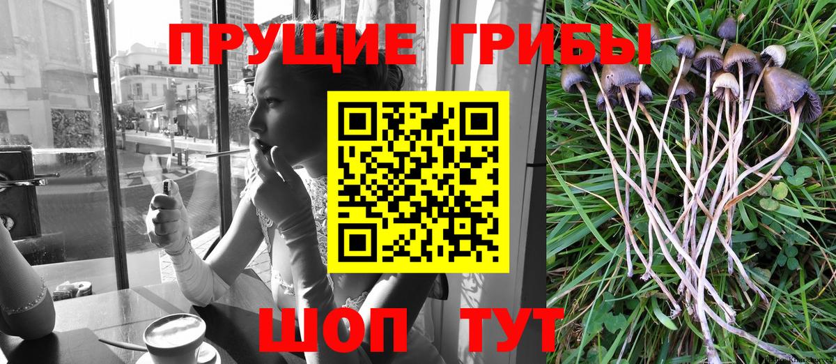 наркотики  Псилоцибиновые грибы Cubensis  Вход с VPN  Лысьва 